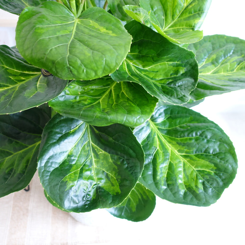 希少♡ ポリシャス スマイル フリスビー 観葉植物 室内 〈フィカス