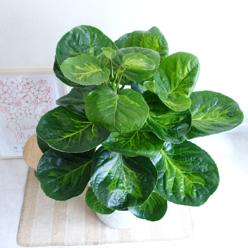 希少♡ ポリシャス スマイル フリスビー 観葉植物 室内 〈フィカス