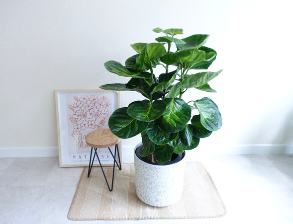 希少♡ ポリシャス スマイル フリスビー 観葉植物 室内 〈フィカス