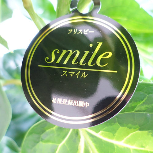 希少♡ ポリシャス スマイル フリスビー 観葉植物 室内 〈フィカス