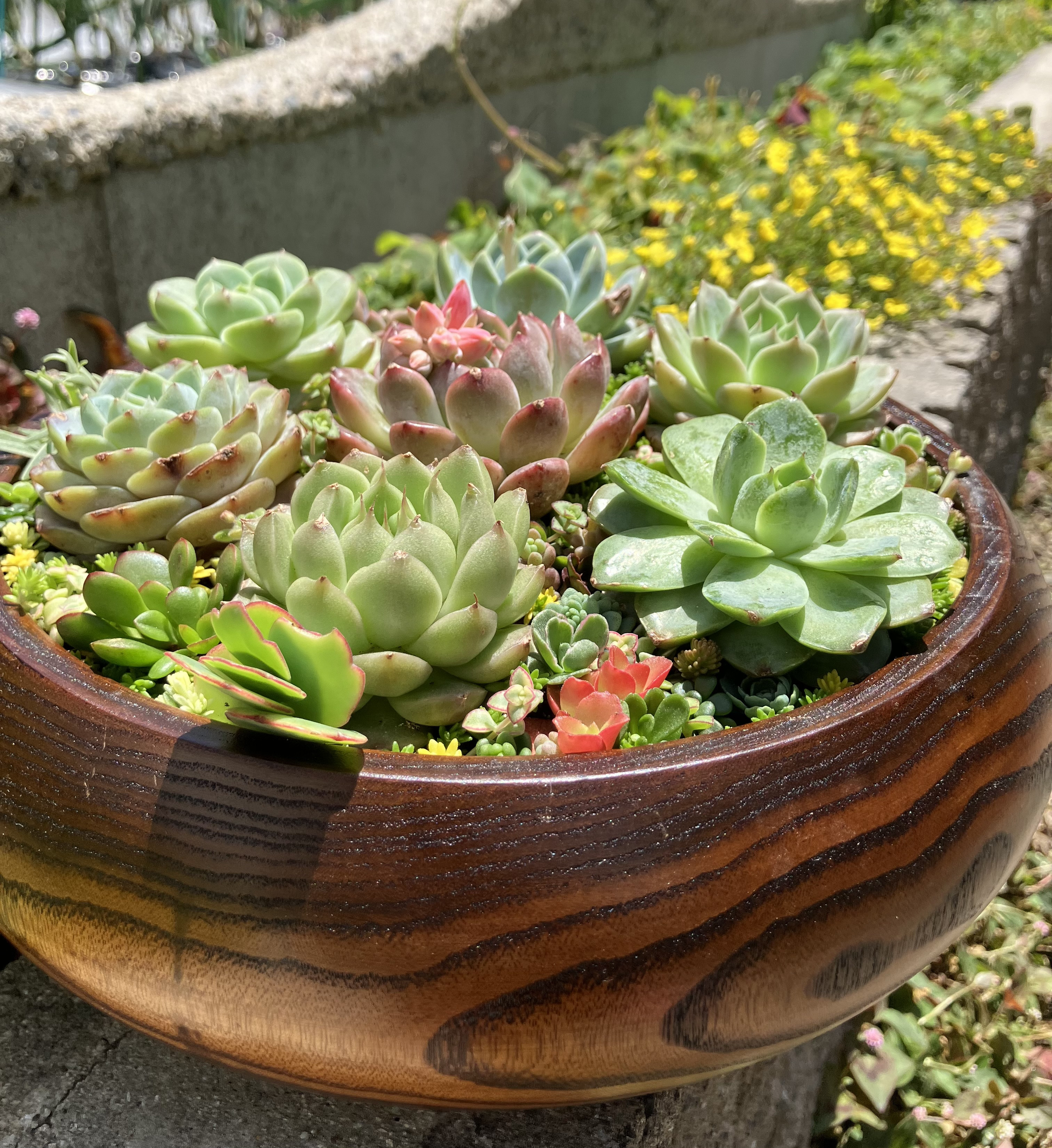 ❤︎サラダボウル内径約20cm❤︎多肉植物寄せ植えまるでサラダ❤︎そのまま飾れる❤︎開店祝いや新築祝いにいかが？