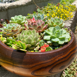 15#多肉植物アエオニウム❤️ サラダボールセッカ ❤️18cm拔き苗 15#多肉植物アエオニウム❤️ サラダボールセッカ ❤️18cm拔き苗 15