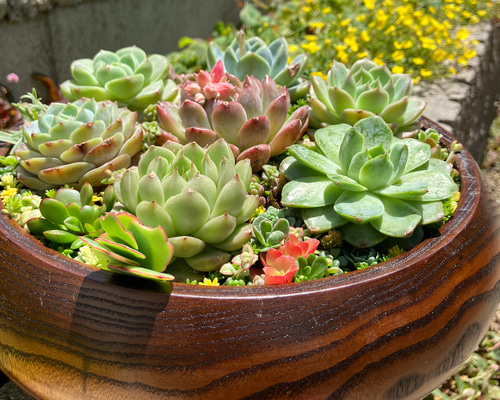 ❤︎サラダボウル内径約20cm❤︎多肉植物寄せ植えまるでサラダ