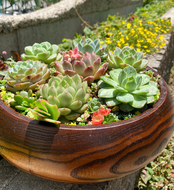 ❤︎サラダボウル内径約20cm❤︎多肉植物寄せ植えまるでサラダ