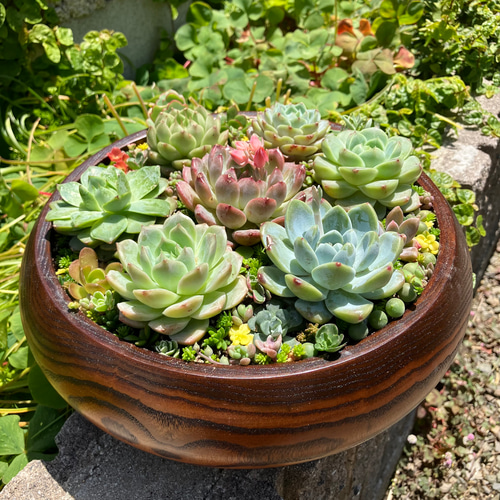 ❤︎サラダボウル内径約20cm❤︎多肉植物寄せ植えまるでサラダ