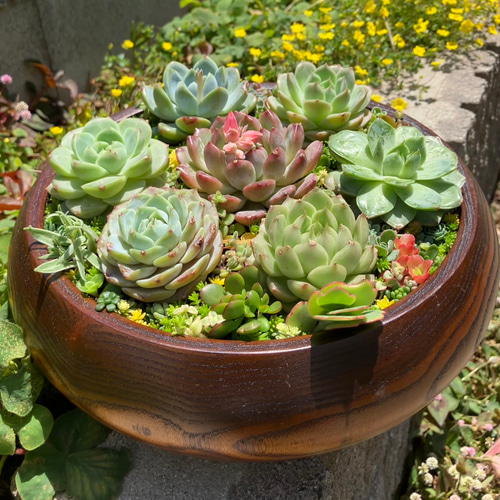 ❤︎サラダボウル内径約20cm❤︎多肉植物寄せ植えまるでサラダ