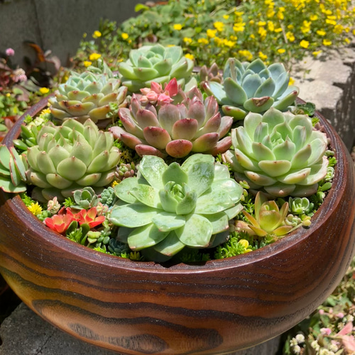 99#多肉植物アエオニウム❤️サラダボール中斑錦❤️1大頭12小頭23cm 鉢土付き アエオニウム サラダボール成長記録｜🍀GreenSnap（グリーンスナップ）