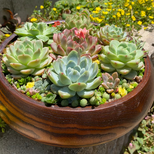 ❤︎サラダボウル内径約20cm❤︎多肉植物寄せ植えまるでサラダ