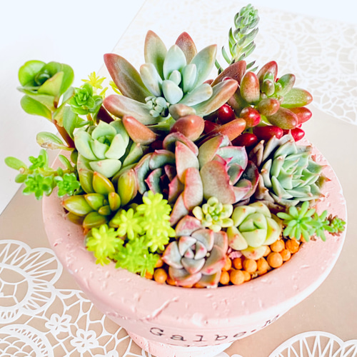 そのまま飾れる】多肉植物 寄せ植え ..* 2 *.. 多肉植物 Dia そのまま飾れる】多肉植物 寄せ植え ..* 2 *.. 多肉植物 Dia