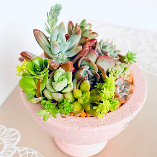 ❤️専用❤️多肉植物❤️そのまま飾れる寄せ植え❤️