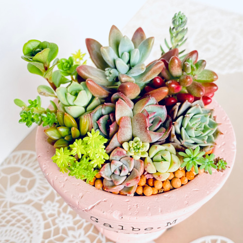 そのまま飾れる】多肉植物 寄せ植え ..＊ 2 ＊.. 多肉植物 Dia