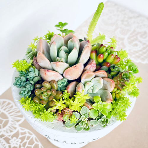 母の日❣️2個セット♡多肉植物寄せ植え♡そのまま飾れる