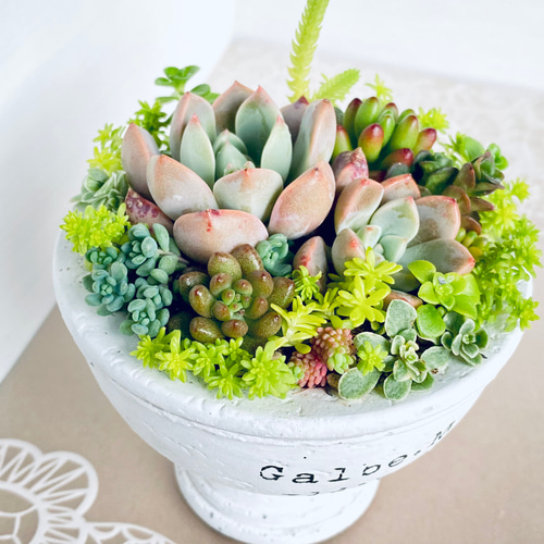 そのまま飾れる】多肉植物 寄せ植え ..＊ 3 ＊.. 多肉植物 Dia Lily