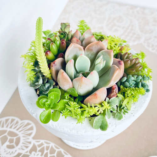 そのまま飾れる】多肉植物 寄せ植え ..＊ 3 ＊.. 多肉植物 Dia Lily