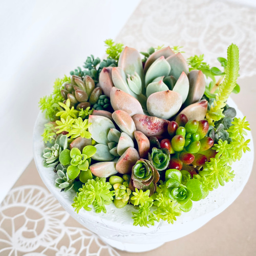 ❤️専用❤️多肉植物❤️そのまま飾れる寄せ植え❤️ solxsol｜【送料無料 】多肉植物の可愛い寄せ植えをギフトに