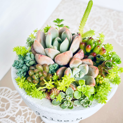 多肉植物 ♡そのまま飾れる寄せ植え♡7点セット♬.*゜ 【公式通販】