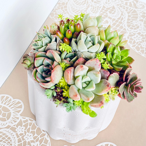 ❤️専用❤️多肉植物❤️そのまま飾れる寄せ植え❤️４点❤️ そのまま飾れる】多肉植物 寄せ植え ..＊ 4 ＊.. 多肉植物 Dia Lily