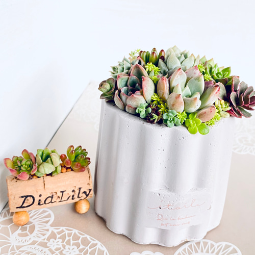 ❤️専用❤️多肉植物❤️そのまま飾れる寄せ植え❤️４点❤️ ギフト 多肉植物 寄せ植え そのまま飾れる オーダー制 多肉植物