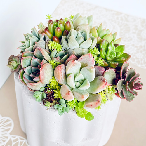 ★★壁掛け❤️★寄せ植え★このまま飾れます★多肉植物★★ 壁掛け❤️☆寄せ植え☆このまま飾れます☆豪華☆多肉植物 ❤️壁掛け