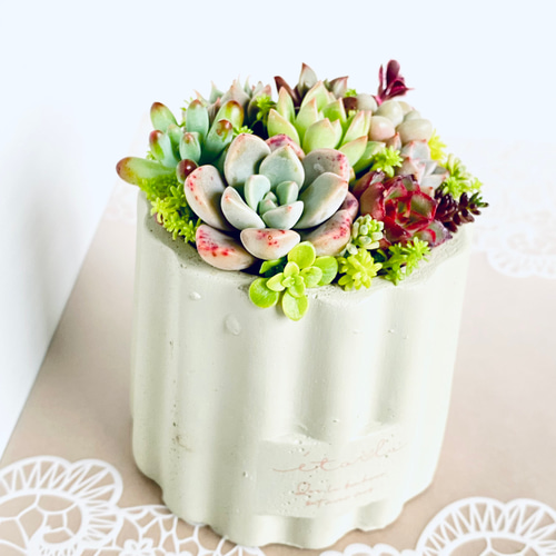 そのまま飾れる】多肉植物 寄せ植え ..＊ 5 ＊.. 多肉植物 Dia Lily