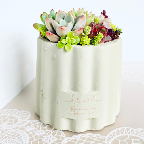 そのまま飾れる】多肉植物 寄せ植え ..＊ 5 ＊.. 多肉植物 Dia