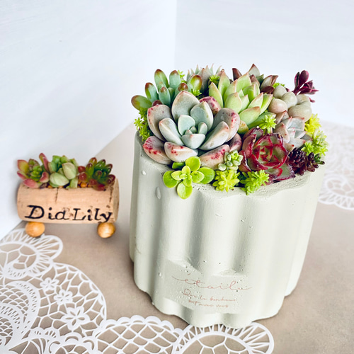 そのまま飾れる】多肉植物 寄せ植え ..＊ 5 ＊.. 多肉植物 Dia