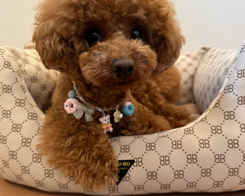 犬用 ネックレス ペット服・アクセサリー RO＆MU 通販 15716735