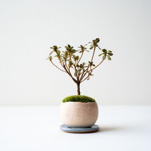 ミヤマキリシマ　盆栽　ツツジ　箱飾り　即展示可能　小品盆栽 COKEBONオリジナル】ミヤマキリシマ盆栽 | cokebon