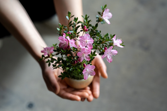 ミヤマキリシマ