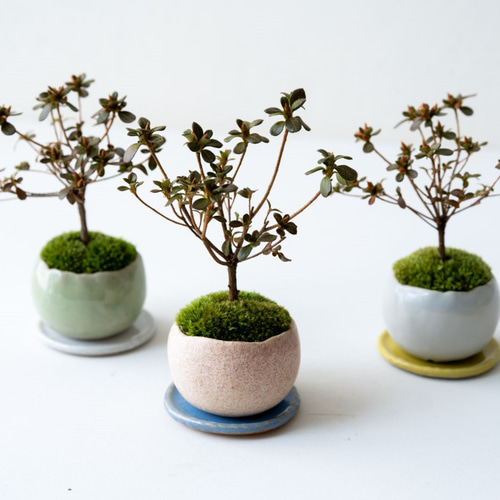 母の日に＊深山キリシマ｜M｜3色 盆栽 Sekibokka 通販 15717103
