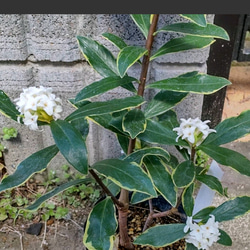 【斑入り白花沈丁花】白覆輪の美しい葉っぱ  風情のある白花沈丁花  赤花とは又違った趣があります花を眺めたい方はお早めに 1枚目の画像