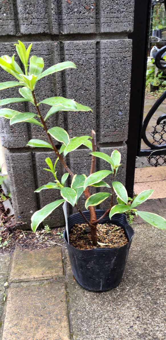 【斑入り白花沈丁花】白覆輪の美しい葉っぱ  風情のある白花沈丁花  赤花とは又違った趣があります花を眺めたい方はお早めに 2枚目の画像