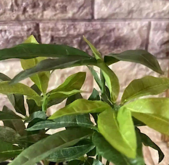 光触媒　人工観葉植物　ウォールグリーン　フェイクグリーン　フラワー　ハンドメイド　パキラとトロピカル 7枚目の画像