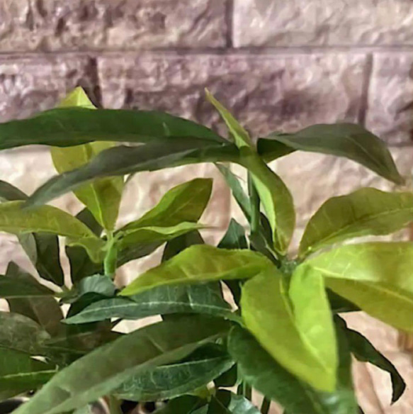 光触媒　人工観葉植物　ウォールグリーン　フェイクグリーン　フラワー　ハンドメイド　パキラとトロピカル 5枚目の画像