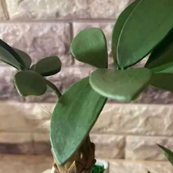 光触媒　人工観葉植物　ウォールグリーン　フェイクグリーン　フラワー　ハンドメイド　パキラとトロピカル 4枚目の画像