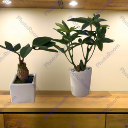 光触媒　人工観葉植物　ウォールグリーン　フェイクグリーン　フラワー　ハンドメイド　パキラとトロピカル 2枚目の画像