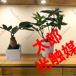 光触媒　人工観葉植物　ウォールグリーン　フェイクグリーン　フラワー　ハンドメイド　パキラとトロピカル 1枚目の画像
