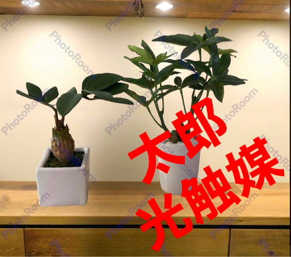 光触媒　人工観葉植物　ウォールグリーン　フェイクグリーン　くねくねパキラp 光触媒 人工観葉植物 ウォールグリーン フェイクグリーン くねくね