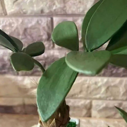 光触媒　人工観葉植物　ウォールグリーン　フェイクグリーン　フラワー　ハンドメイド　パキラとトロピカル 6枚目の画像