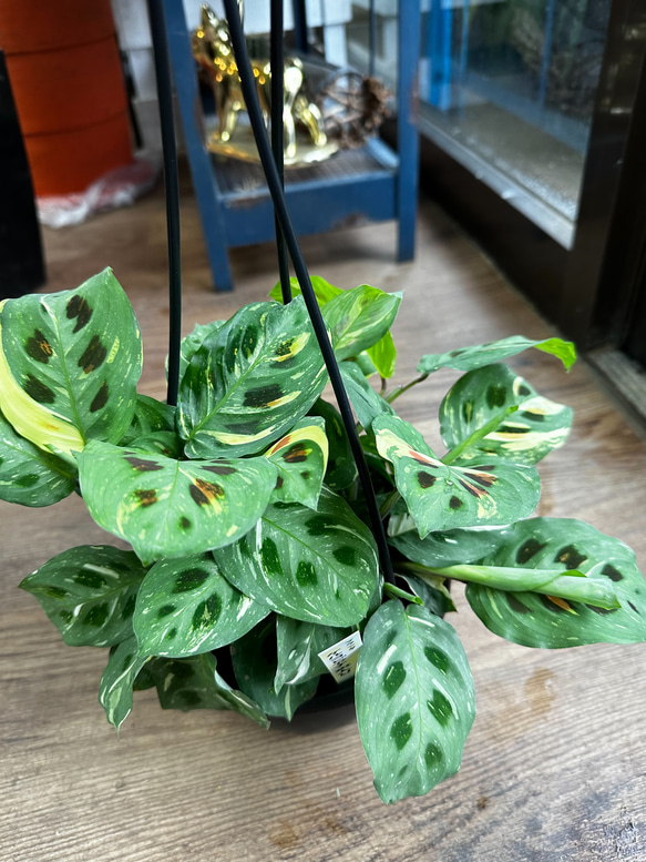 観葉植物】SALE マランタ ケルコビアナ 斑入り 5号 401 送料