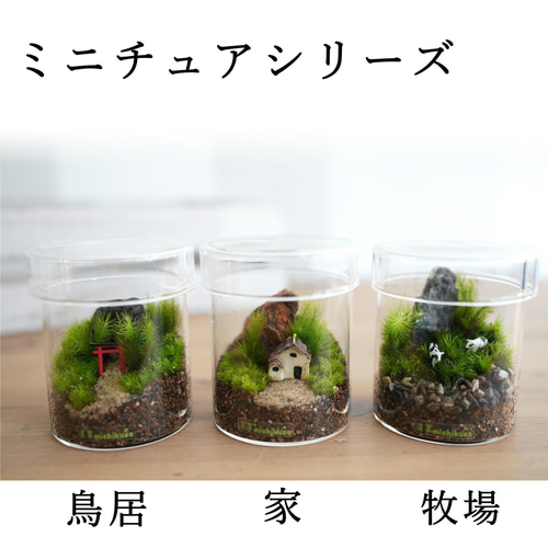 森の祠【ミニチュアの苔の森】＜苔テラリウム・コケリウム