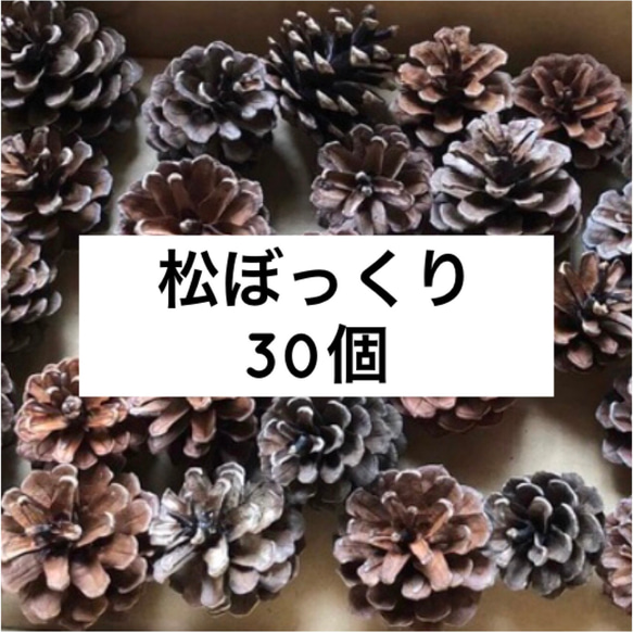 松ぼっくり まとめ売り 60個 【公式通販】