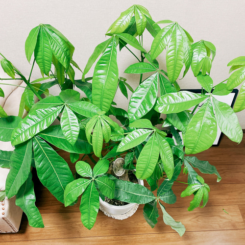 現品］【一点限り】大株 パキラ 幹太 尺 10号 観葉植物 大型