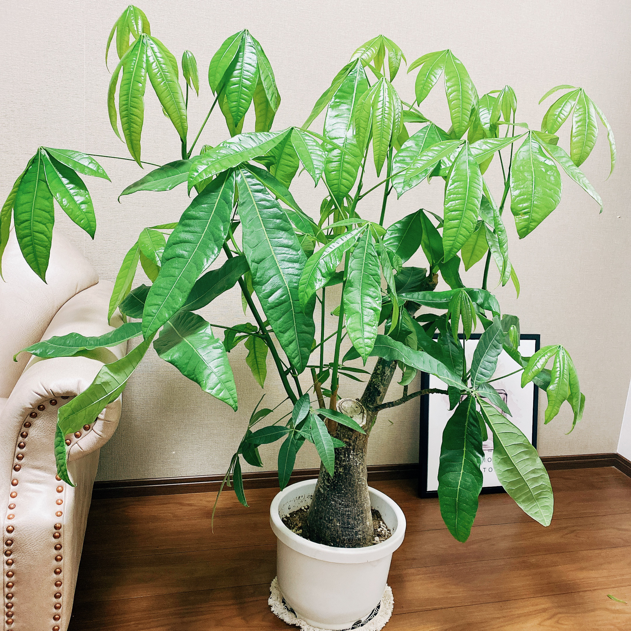 ［現品］【一点限り】 パキラ 幹太 尺 10号 観葉植物 大型 室内 育て