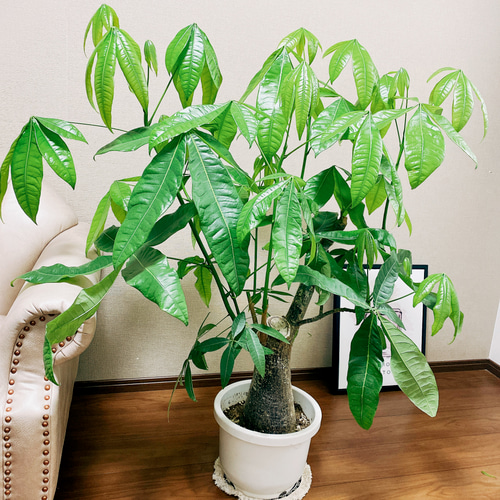 最も完璧な 現品］【一点限り】大株 パキラ 幹太 尺 10号 観葉植物 大型 その他