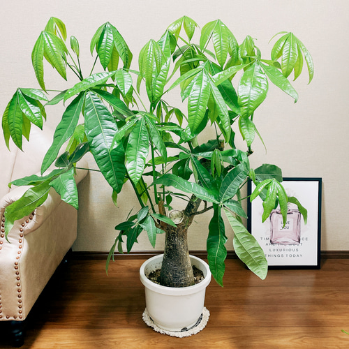 現品］【一点限り】大株 パキラ 幹太 尺 10号 観葉植物 大型 室内 育て