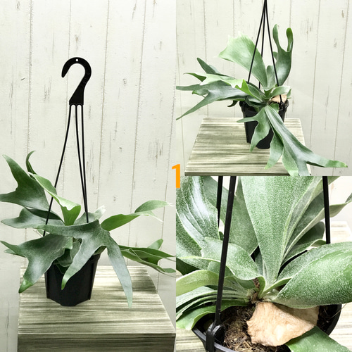 ビカクシダ（コウモリラン）：アルシコルネ 5号鉢植え の通販 | 園芸ネット