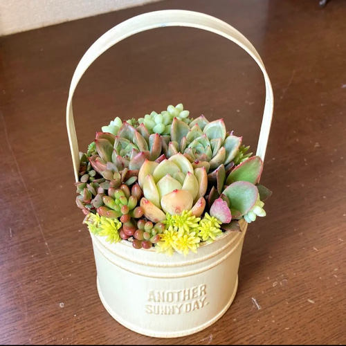 母の日ギフト 可愛い寄せ植え 多肉植物寄せ植え ブリキポット サンド