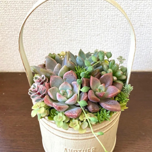 カラーサンドアート多肉植物母の日ギフト