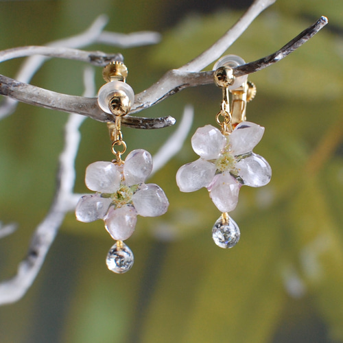 コフレ】ジルコニアの雫したたる朝露桜✴︎一輪（啓翁桜
